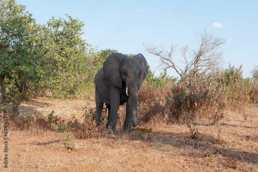 Obraz premium Majestic elephant walking against a backdrop of a serene wilderness
