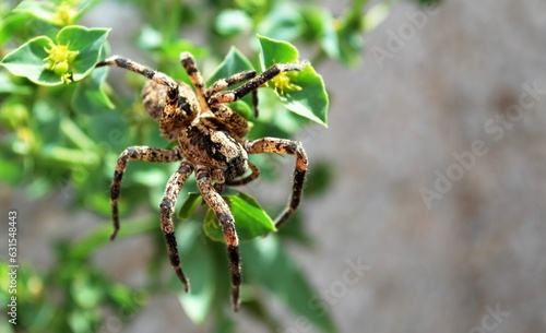 Macro shot of an arachnid perched on green leaves
