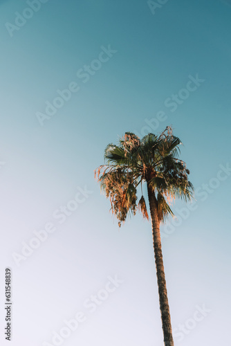 Tall palm tree against blue sky. Natural background. Summer concept