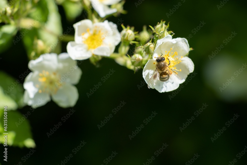 Selective focus shot of a honeybee pollinating a white wild rose flower Selective focus shot of a honeybee pollinating a white wild rose flower