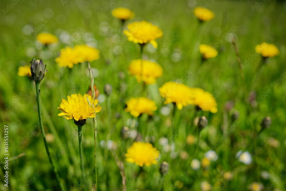 Vibrant outdoor view featuring a lush, green grassy field dotted with cheerful yellow dandelions