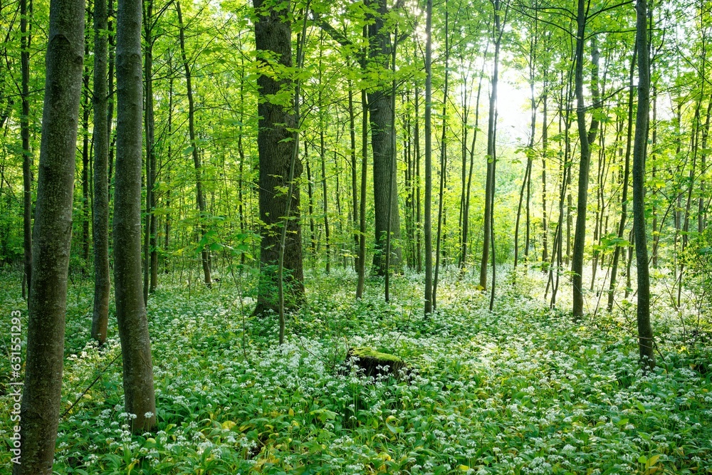 Fototapeta premium the wild flowers grow around the ground in the woods below the trees