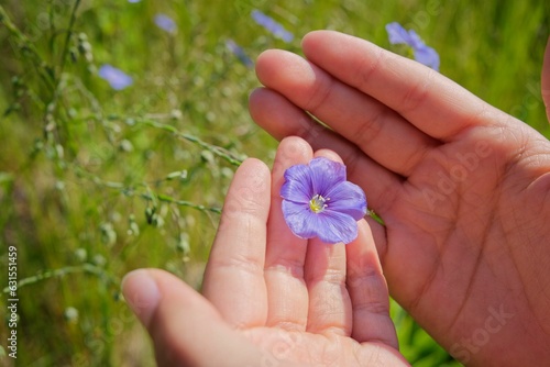 someone holds up a purple flower in the grass close to their hand