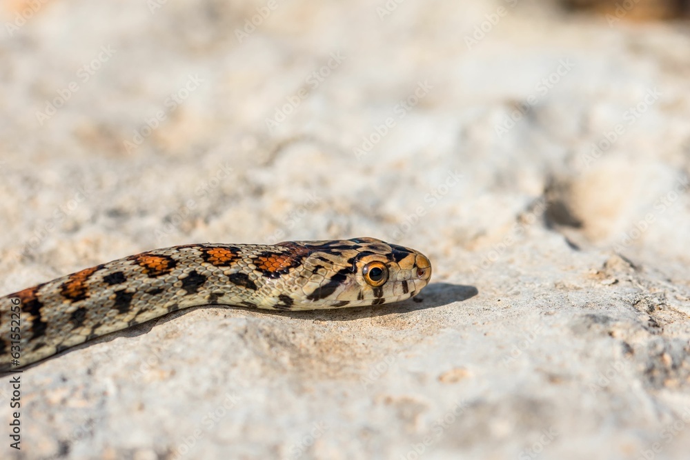 Fototapeta premium Macro shot of a juvenile Leopard Snake or European Ratsnake, Zamenis situla, on rocks in Malta.