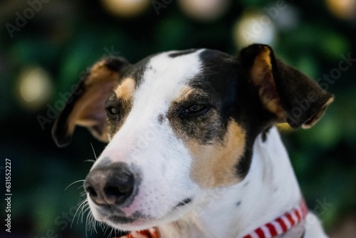 Close up shot of the face of a fox terrier and pointer cross mix breed dog, with hazel eye