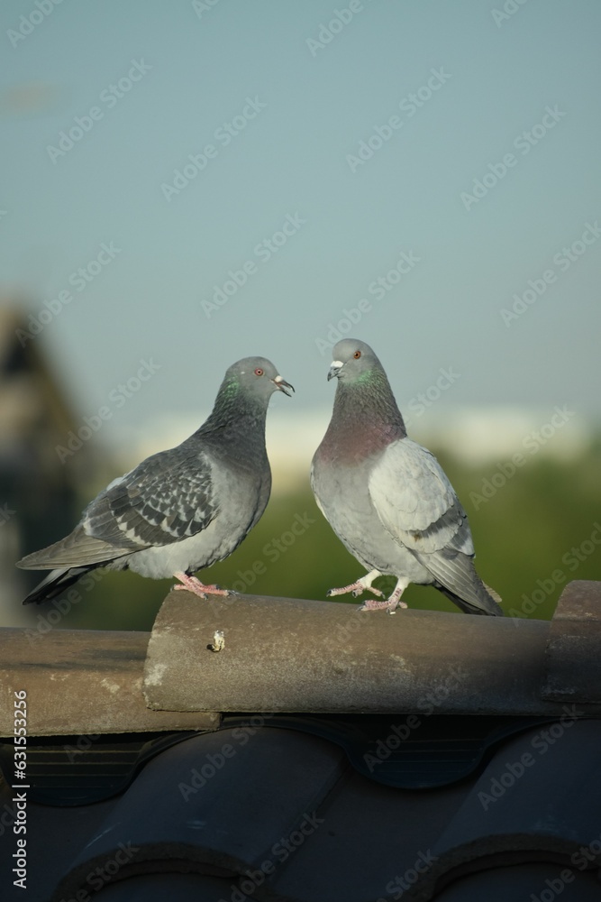 Fototapeta premium Two pigeons perched on a roof