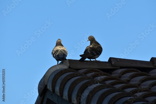 Two pigeons perched on a roof