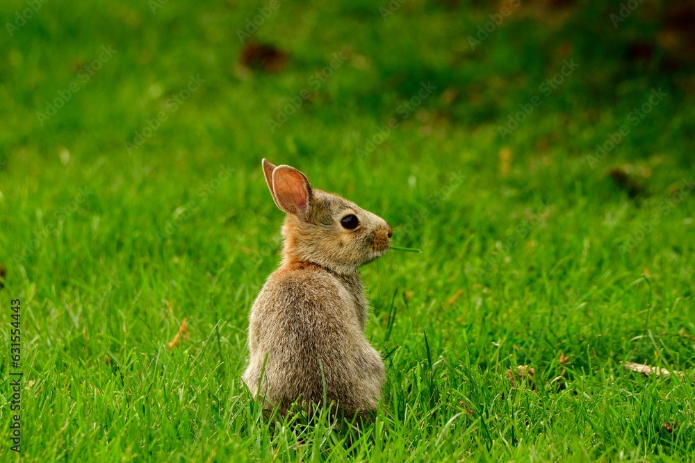 Small, white rabbit in a grassy field, gazing up in curiosity Small, white rabbit in a grassy field, gazing up in curiosity