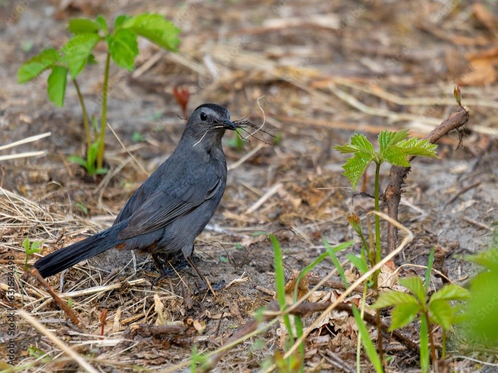 Fototapeta premium Closeup of a gray catbird perched on the ground in the daylight