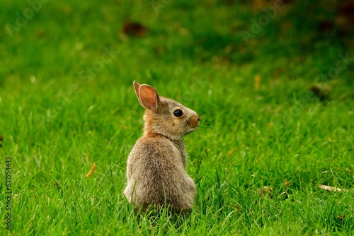 Small, white rabbit in a grassy field, gazing up in curiosity © Mike Charbonneau/Wirestock Creators