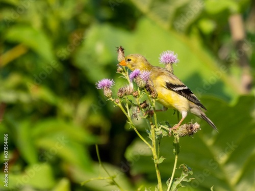 Female American goldfinch perched on a thistle bud. Spinus tristis.