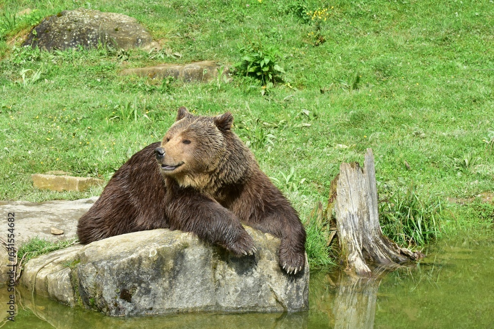Fototapeta premium Brown bear lying on a rocky outcrop overlooking a tranquil lake.