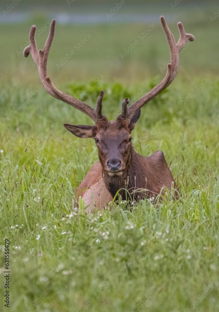 Vertical shot of a red deer (Cervus elaphus) sitting in the field Vertical shot of a red deer (Cervus elaphus) sitting in the field