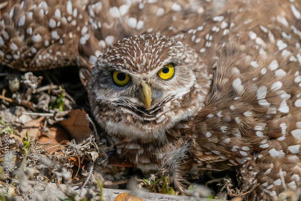 Obraz premium Closeup of a burrowing owl staring at a camera