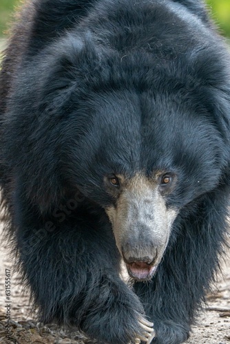 Closeup of the Eastern black bear walking toward the camera.