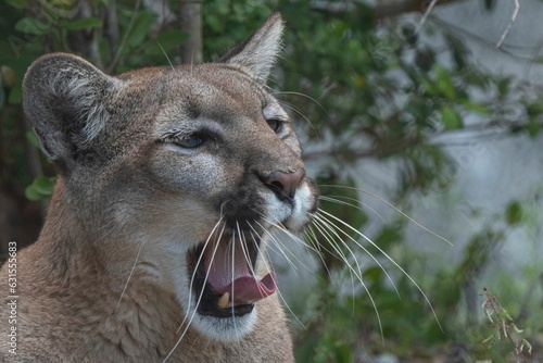 Closeup of a yawning mountain lion.