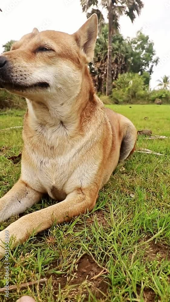 Cute happy pet dog resting on the grassy ground after his walking exercise, vertical Cute happy pet dog resting on the grassy ground after his walking exercise, vertical
