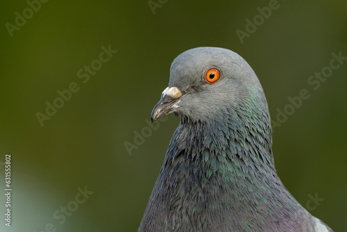 Closeup shot of a grey-feathered pigeon.