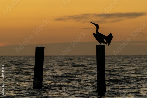 Pelican perched on a wooden post by the sea at sunset