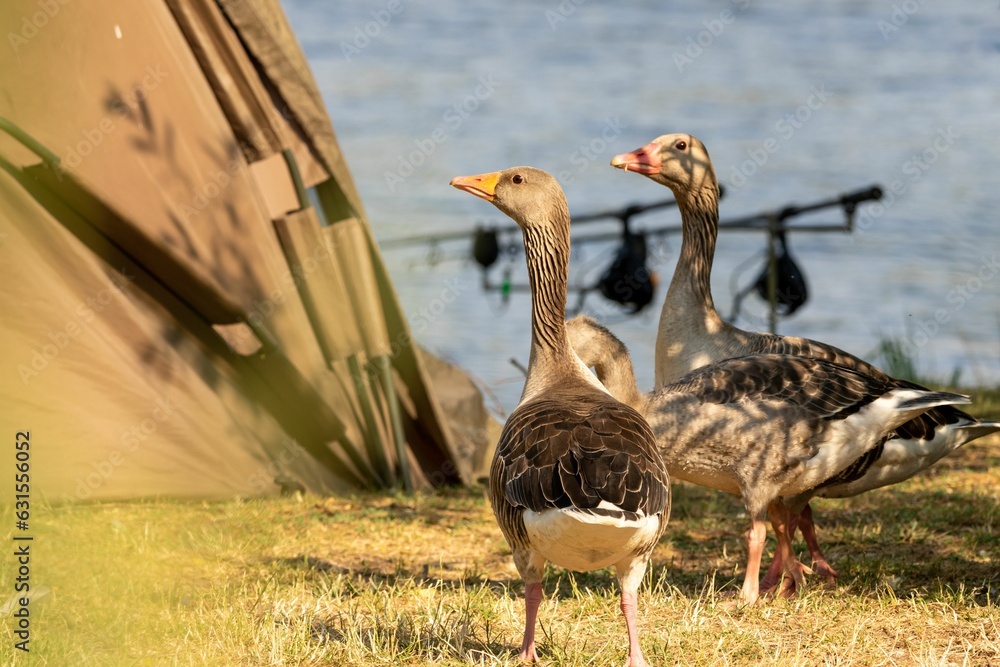 Fototapeta premium Three greylag geese pictured standing in a grassy meadow.