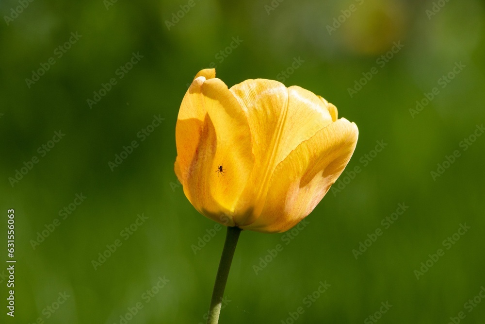 Fototapeta premium Vibrant yellow tulip stands against a green backdrop.