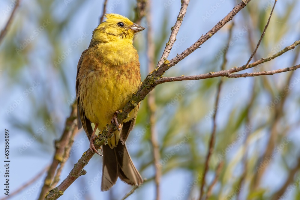 Obraz premium Yellowhammer (Emberiza citrinella) perched on a tree branch, looking out into the distance