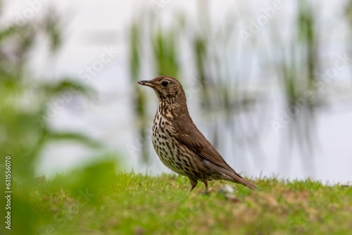 Wallpaper Mural Closeup of a song thrush (Turdus philomelos) perched on green grass Torontodigital.ca