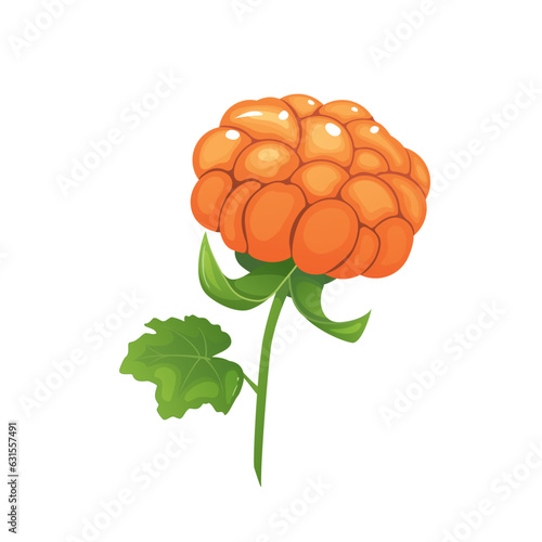 Cloudberry vector illustration isolated on white background.