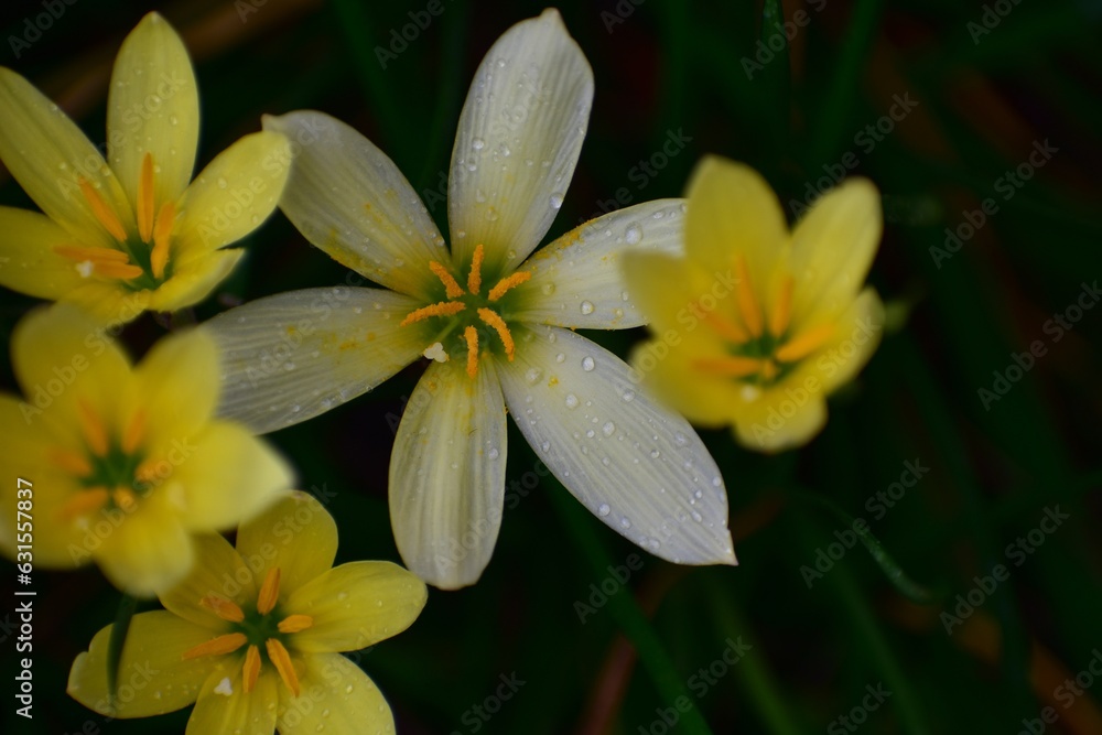 yellow and white flower and water drops yellow and white flower and water drops