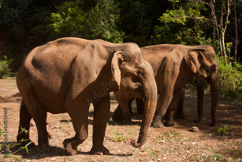 Two Asian elephants in the jungle in Cambodia sanctuary