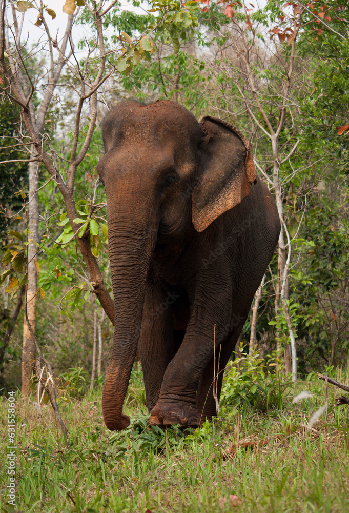 An Asian elephant walking among the trees in the jungle in Cambodia sanctuary
