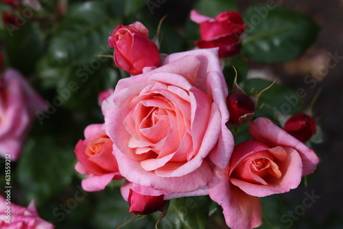 Pink roses and buds in garden