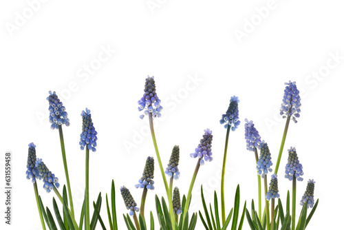 Traubenhyazinthen isoliert auf weiss
