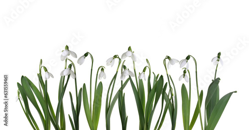 viele Schneeglöckchen isoliert auf weiss
