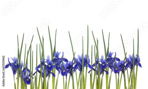 blühende Zwerg-Iris isoliert auf weiss