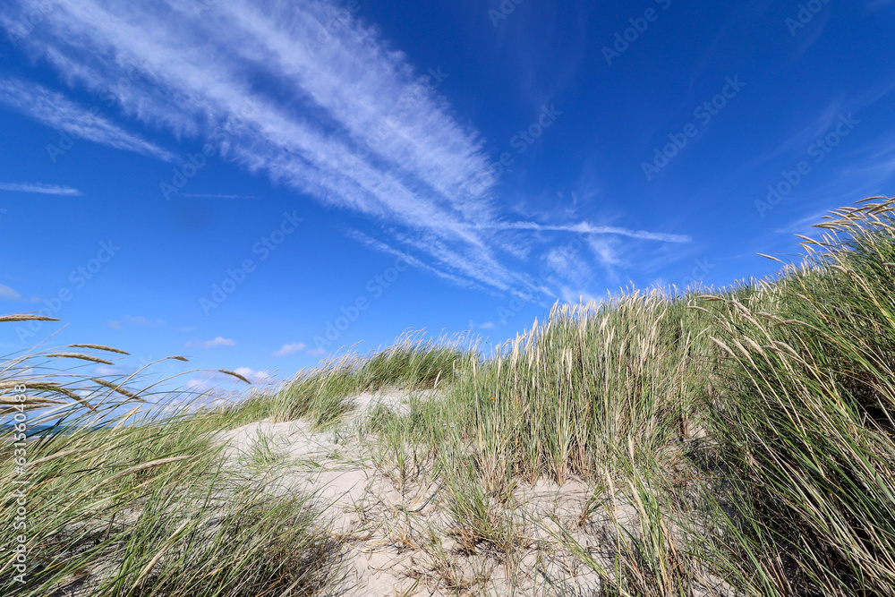 Dunes in the beautiful Danish landscape by the North Sea in North Jutland Dunes in the beautiful Danish landscape by the North Sea in North Jutland