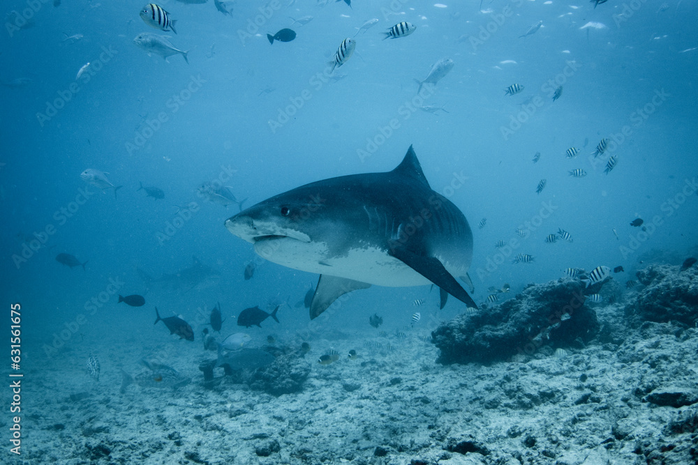 Fototapeta premium A fearsome but beautiful Tiger Shark - Galeocerdo cuvier - swims over the reef in blue water. Taken at tiger zoo in Fuvamulah, Maldives