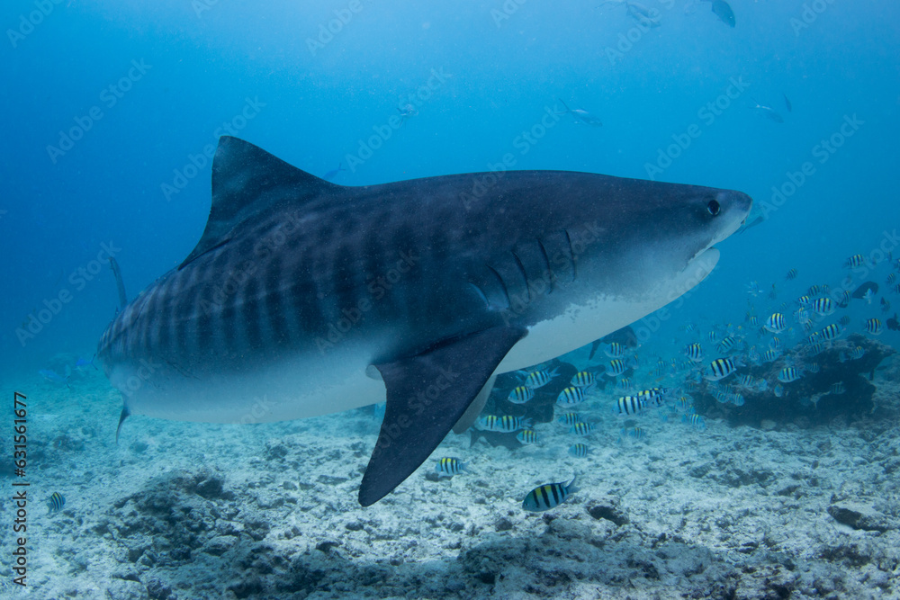 Fototapeta premium A fearsome but beautiful Tiger Shark - Galeocerdo cuvier - swims over the reef in blue water. Taken at tiger zoo in Fuvamulah, Maldives