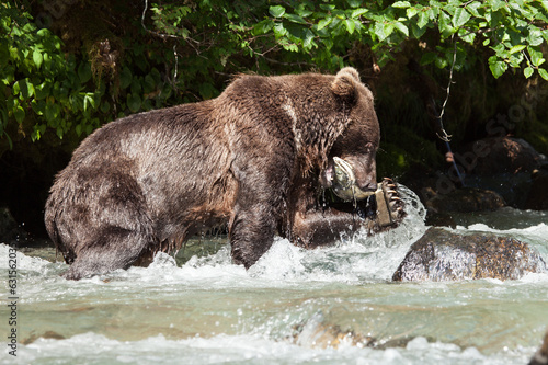 Closeup photo encounter with a grizzly brown bear catching and eating salmon in a wild Alaskan river. Dark background and good light on the bear.