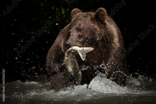Closeup photo encounter with a grizzly brown bear catching and eating salmon in a wild Alaskan river. Dark background and good light on the bear.