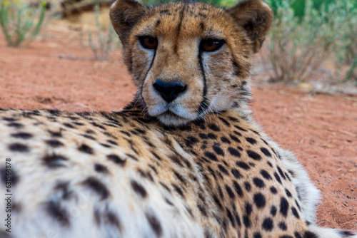 Closeup of a cheetah living at Okambara Elephant Lodge, Namibia