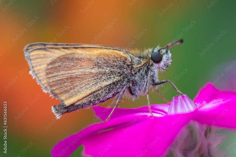 Obraz premium Essex Skpper Butterfly (Thymelicus lineola) on Rose campion (Lychnis coronaria)