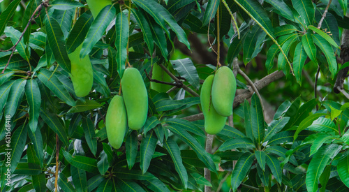 Bunch of Mangoes Hanging from the Tree.