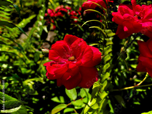 Red flower in the garden