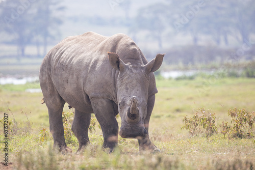 white rhino