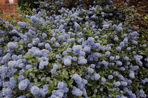 california lilac bush photo