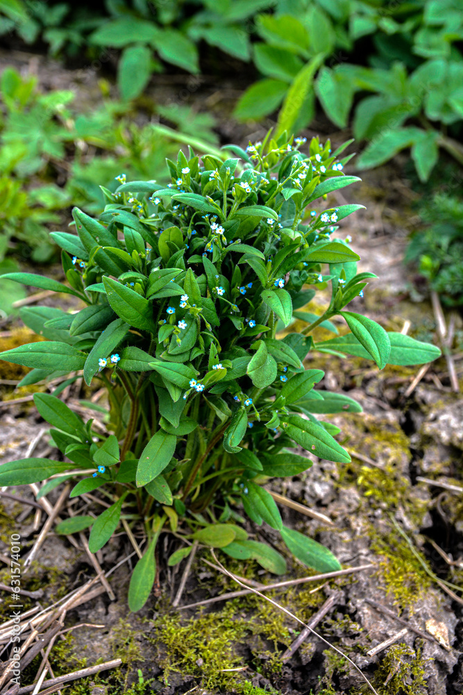 Strophiostoma sparsiflora or Myosotis sparsiflora Strophiostoma sparsiflora or Myosotis sparsiflora