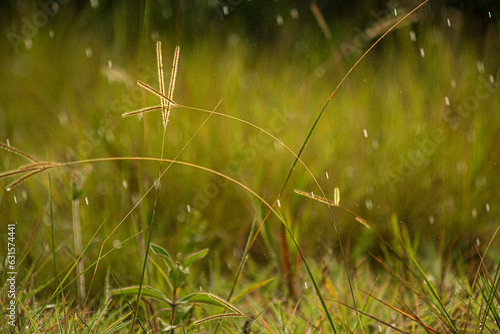 Detail of drops of rain in the grass
