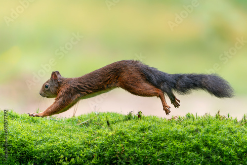 Eurasian red squirrel (Sciurus vulgaris) running in the forets searching for food. Noord-Brabant in the Netherlands.                                                     photo