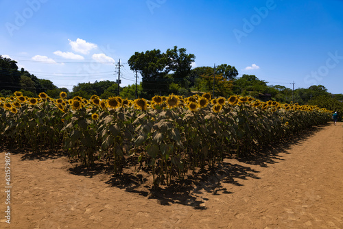 Sunflowers and windmill and green trees at the farm sunny day wide shot